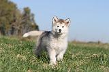 ALASKAN MALAMUTE 109